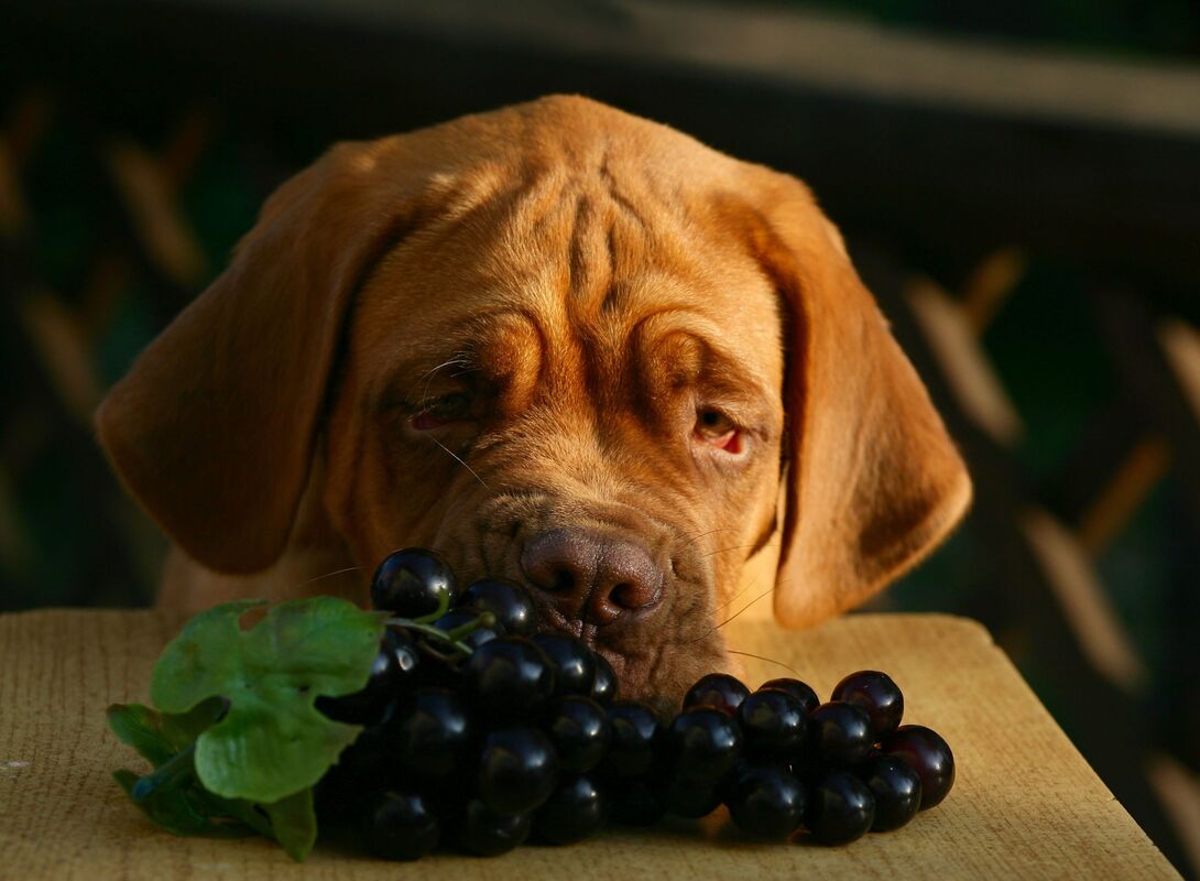 Potentially bad dog with grapes 